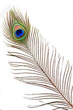 Detail of peacock feather eye