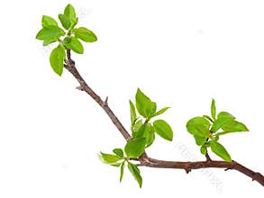 Branch apple tree