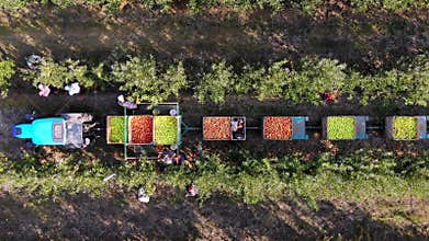 Apple crop. apple harvesting. aero, top view. farmers pick ripe apples from trees in orchard. tractor stands between