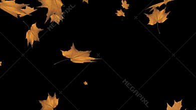 Colorful abstract maple leaves Fall leaves swinging in autumnal background Loop animation.