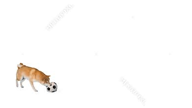 Shiba Inu running after football on white background.