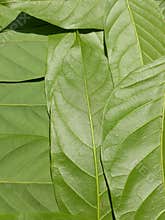Green leaves pattern background, nature background and wallpaper.