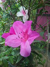 Flowers & gardens