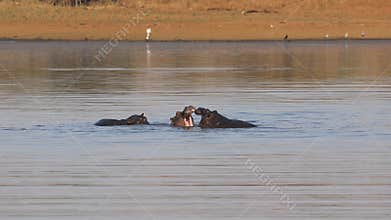 Hippos play fighting - Kruger National Park
