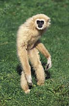 White-Handed Gibbon, hylobates lar, Adult standing on Hind Legs