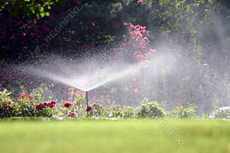 Summer Shower