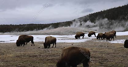 Bison at Old Faithful, Yellowstone National Park