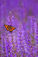Salvia with butterfly