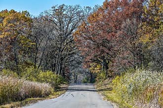Road Leading to Fall Colored Trees