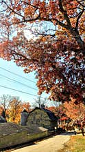 Yellow Barn, Fall Oak Tree