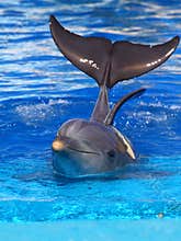 Beautiful dolphin