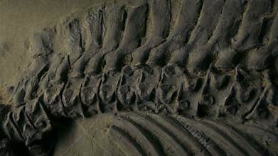 Ancient Fossilized Spine And Ribs Moving Shot