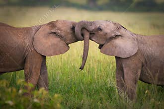Elephants in love