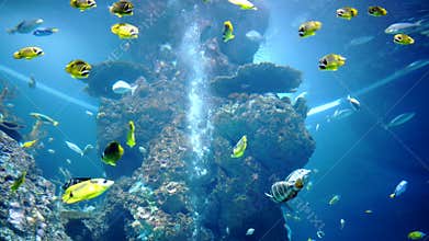 Exotic ocean fish yellow, blue and white colors swimming among coral reef.