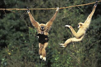 White Handed Gibbon, hylobates lar, Female carrying Young, Hanging from Liana