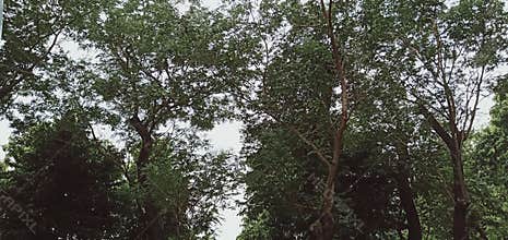 shady tree with nice weather