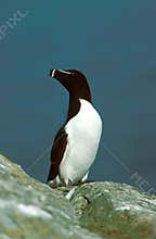 Razor Billed Auk, alca torda, Adult standing on Rock, Scotland