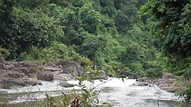 River within the rainforest.