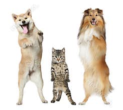 Two dogs and cat stand on hind legs