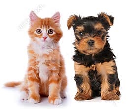 Little cute puppy and red kitten isolated on white