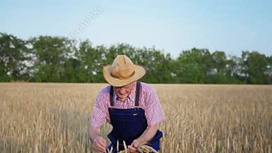 Agribusiness, elderly male farmer in straw hat with ears of wheat in hands sits down in wheat field