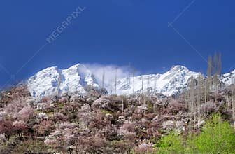 Landscape photography of hunza and nagar in Spring with blossom trees , northern areas of gilgit baltistan, Pakistan