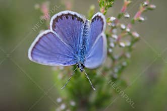 Idas blue or northern blue butterfly on the blooming heather twig