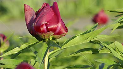 Red peony burgeon with dew