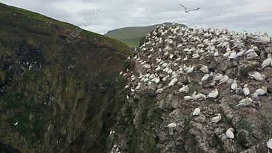 Seabirds nest on the cliffs of Faroe Islands