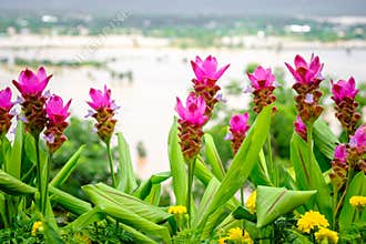 Siam Tulip Flowers on the Mountain