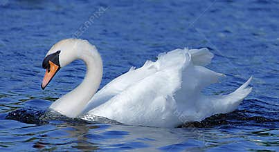 Swan