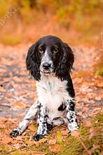 Spaniel hunting for a walk in the fall. Dog on a walk in autumn. Autumn portrait of an animal. Puppy. Walking a pet. Beautiful