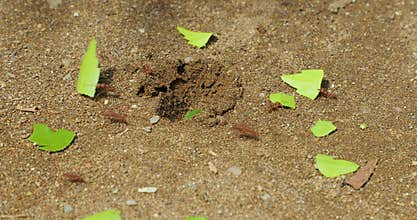 Leafcutter ants at work building colony