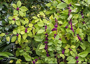 American Beautyberry plant at the Dallas Arboretum and Botanical Garden in Texas.