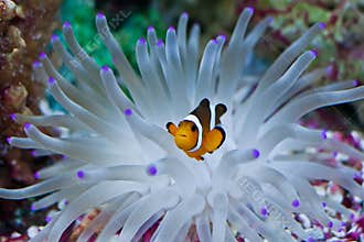 Clown Fish in the Anemone