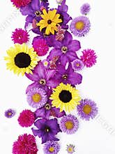 Beautiful composition of astronomy flowers.