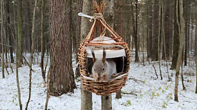 Squirrel eats nut in winter wood