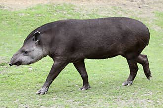 Tapir