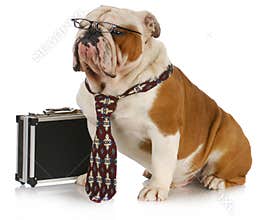 Business dog