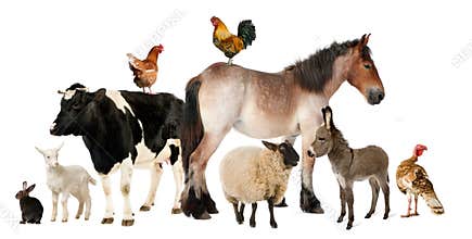 Variety of farm animals