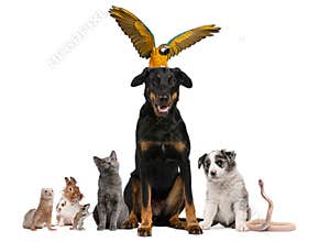 Portrait of group of pets in front of white