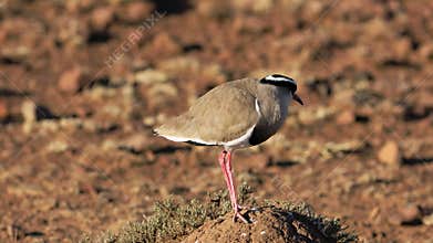 Crowned plover standing on an anthill