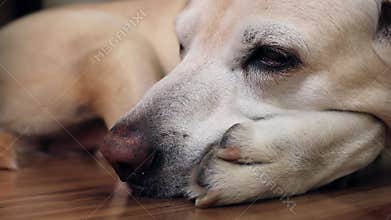 Tired dog sleeping at home