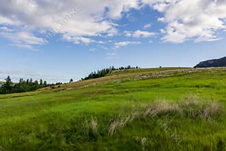 A hill covered with lush green grass under a blue sky with clouds in British Columbia Canada