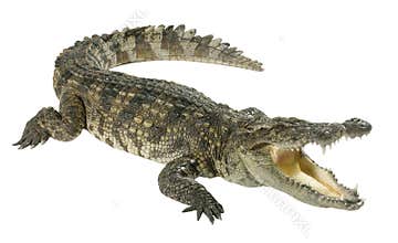 Crocodile isolated on white