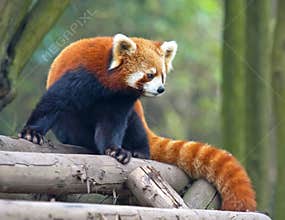 Curious red panda bear