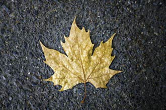 Fall leaf on pavement indicating change of season into fall