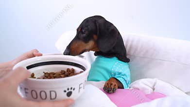 Puppy pet feeds from a canine bowl. Pet care