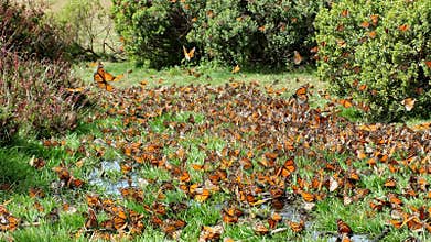Monarch Butterflies on the ground at El Rosario Monarch Butterfly Preserve