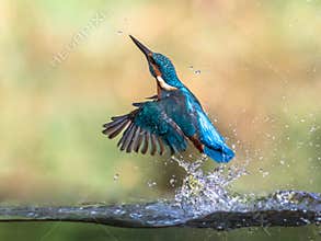 Common European Kingfisher emerging abstract